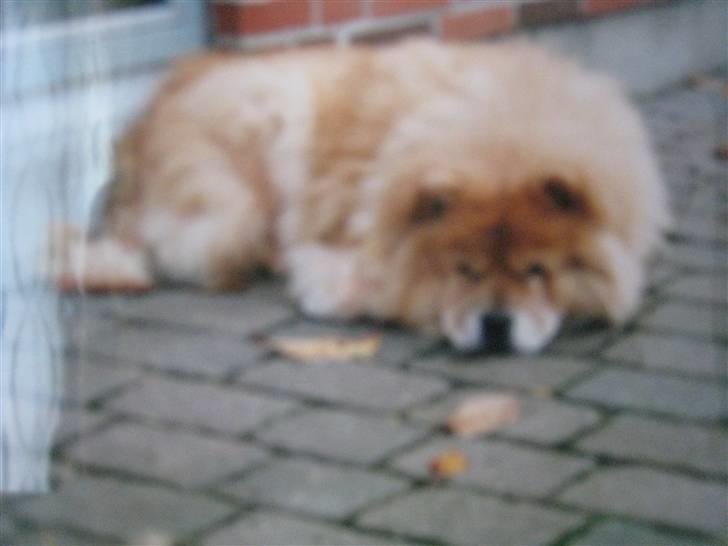 Chow chow Ronja *DØD* :'( - Ronja der dovner :)  {Sorry kvaliteten men det er taget fra et foto} billede 8
