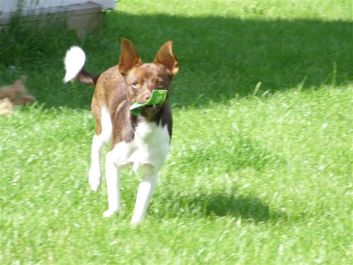 Blanding af racer lubbi billede 7