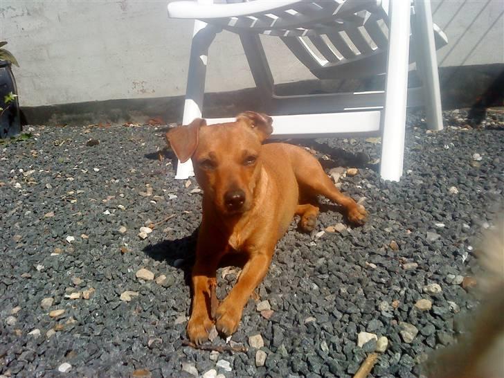 Blanding af racer Fie - Heej :) billede 1