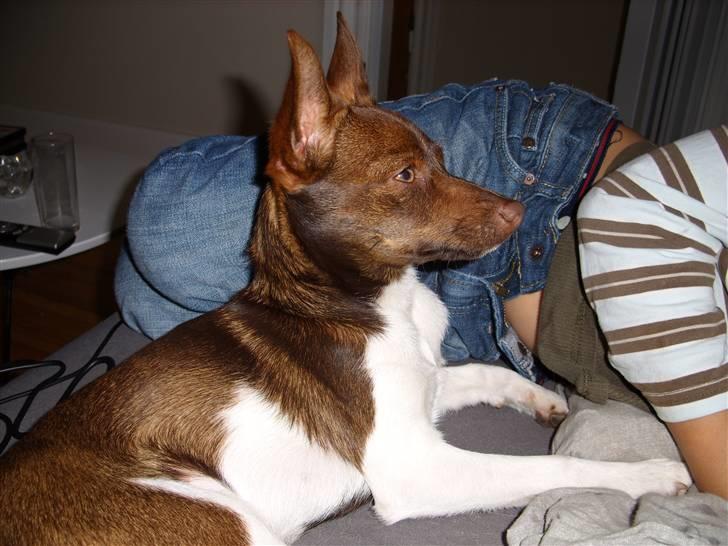 Blanding af racer lubbi billede 8