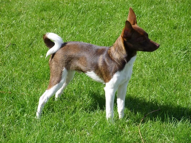 Blanding af racer lubbi billede 9