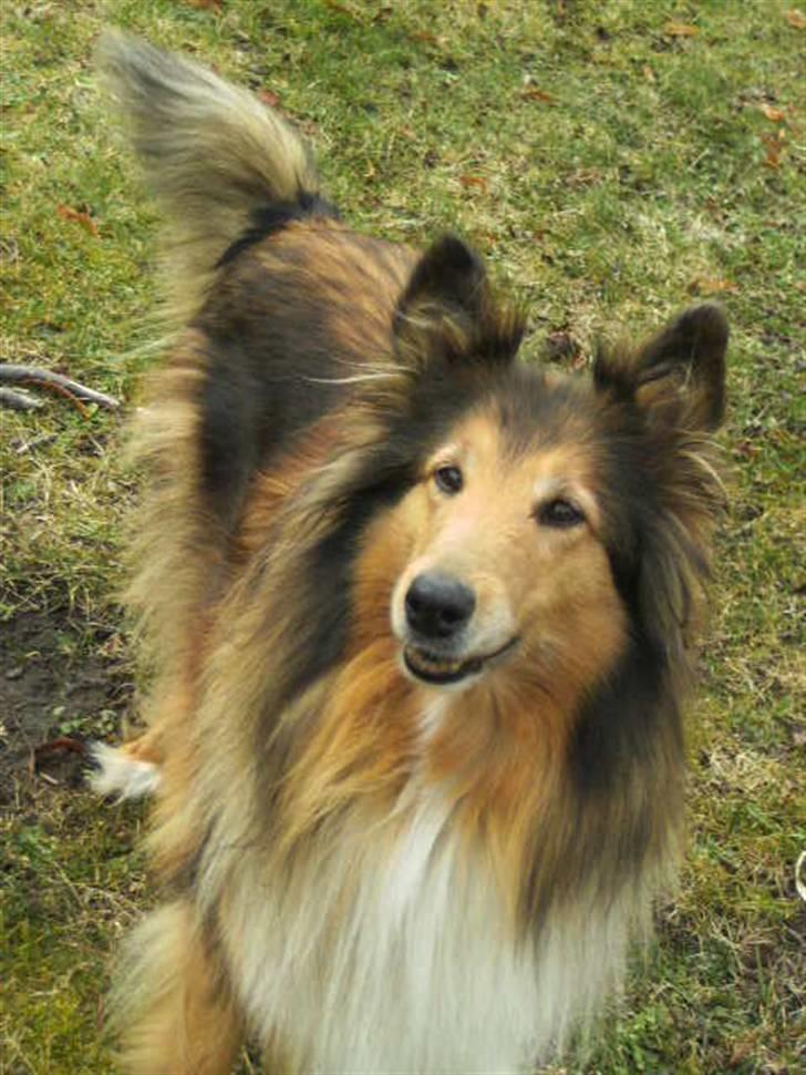 Collie langhåret Cheela R.I.P:( billede 1