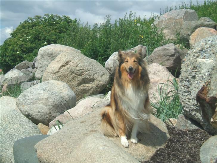 Collie langhåret Cheela R.I.P:( billede 2