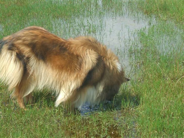 Collie langhåret Cheela R.I.P:( billede 3