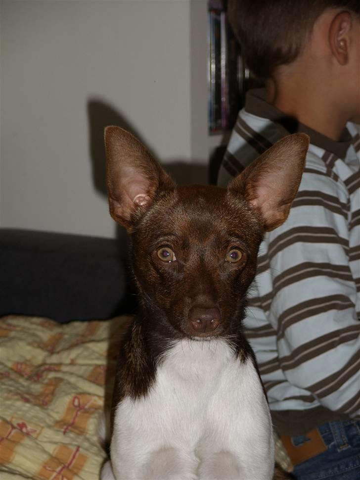 Blanding af racer lubbi billede 10