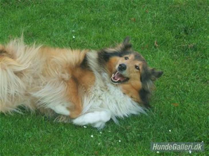 Collie langhåret Cheela R.I.P:( billede 4