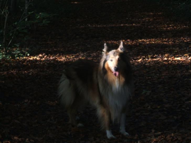 Collie langhåret Cheela R.I.P:( billede 5