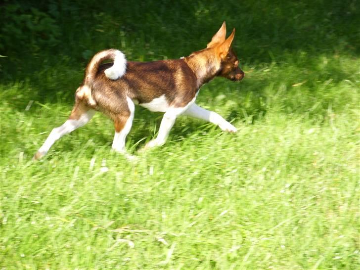 Blanding af racer lubbi billede 11