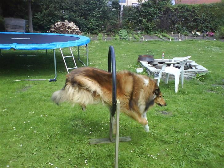 Collie langhåret Cheela R.I.P:( billede 6