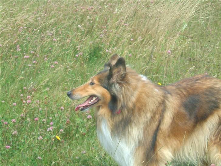 Collie langhåret Cheela R.I.P:( billede 7