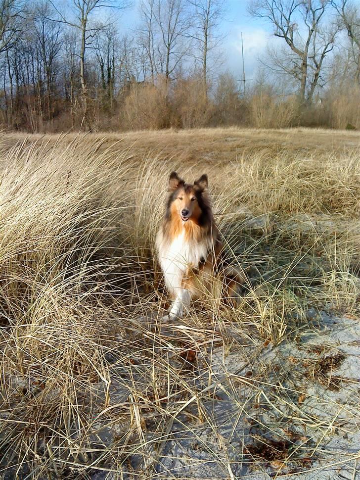 Collie langhåret Cheela R.I.P:( billede 8