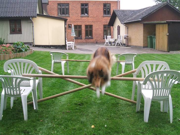 Collie langhåret Cheela R.I.P:( billede 9