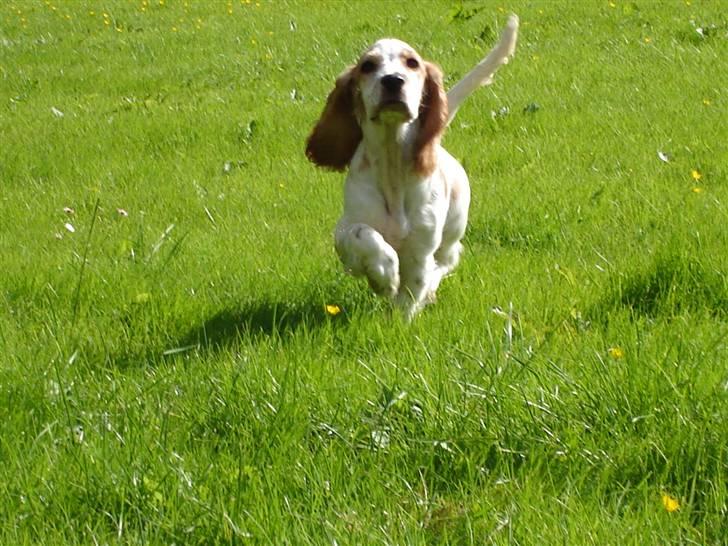 Cocker spaniel Akasha´s Athene DIVA - Kaldte du mor? billede 6