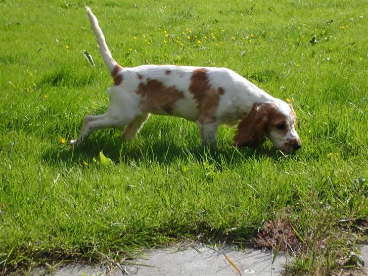 Cocker spaniel Akasha´s Athene DIVA - Jeg så du smed noget... kan det spises?  billede 7