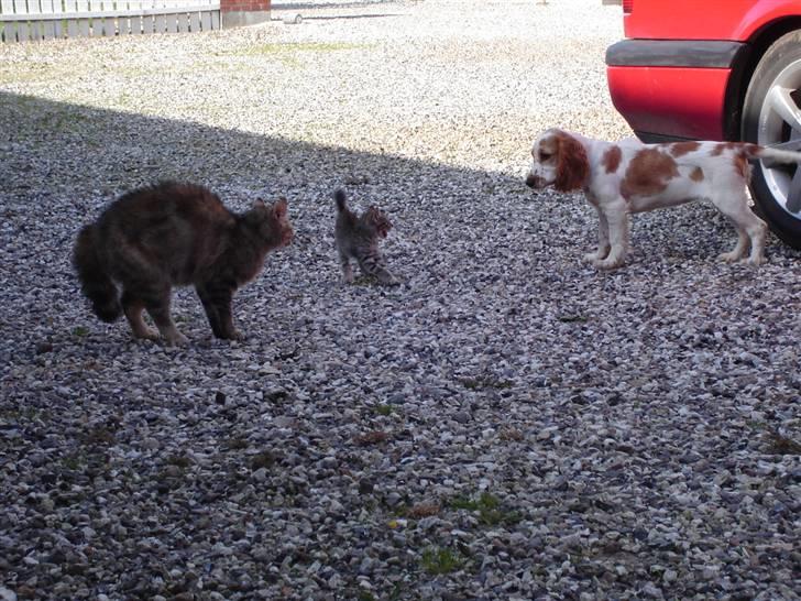 Cocker spaniel Akasha´s Athene DIVA - En lille dame der bestemt ikke er bange for noget billede 8