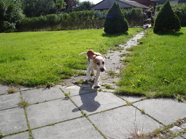 Cocker spaniel Akasha´s Athene DIVA - hehe ørene kan ikke helt følge med.. billede 9