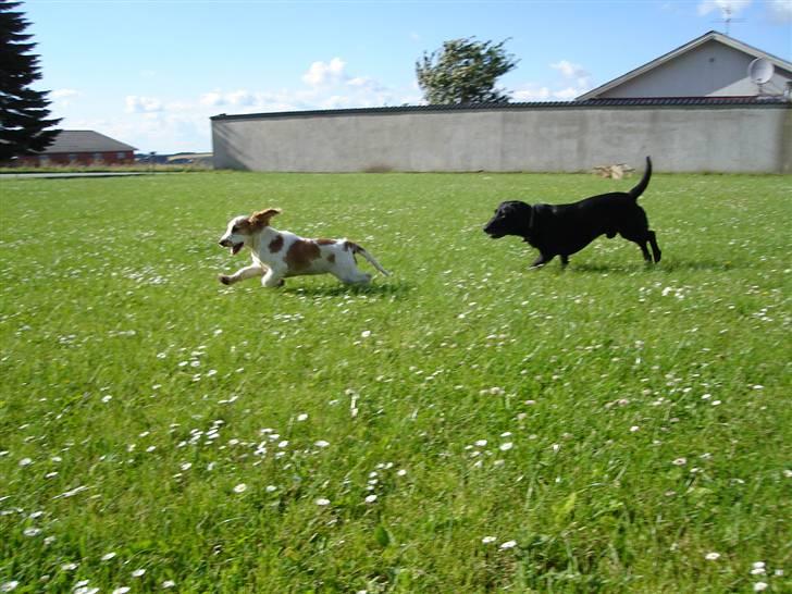 Cocker spaniel Akasha´s Athene DIVA - kom så friggo kan du følge med? billede 10