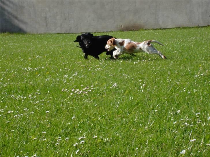 Cocker spaniel Akasha´s Athene DIVA - Så bliver der strækt ud... billede 11