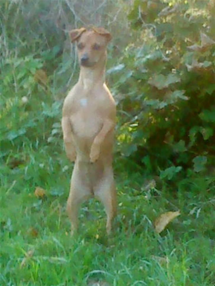 Blanding af racer Fie - Heej :) billede 2