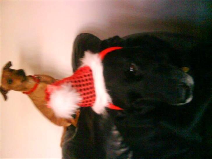 Blanding af racer Fie - Mig og min bedste ven Paw <3 billede 3