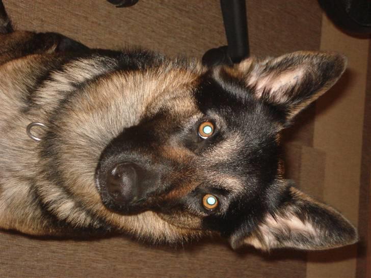 Schæferhund Atika - se mig lige sidder jeg ikke pæn, hvad gør man ikke alt for en godbid billede 9