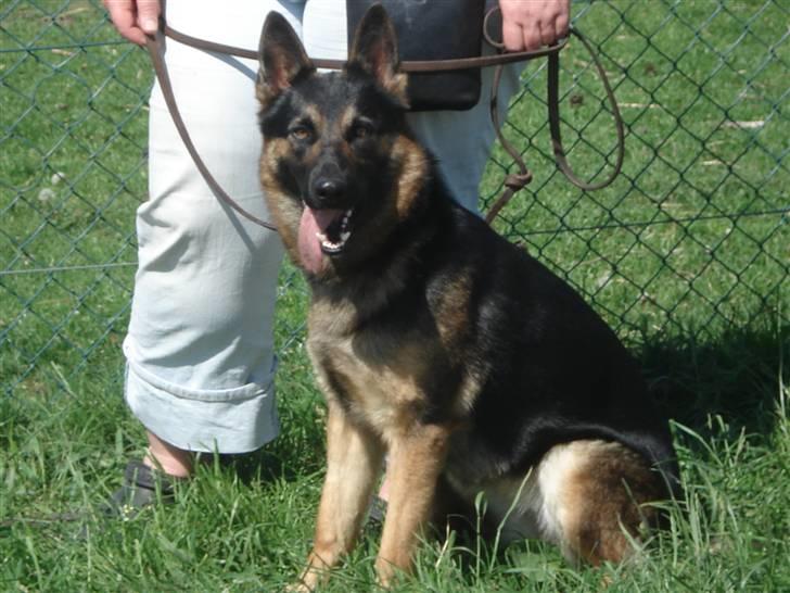 Schæferhund Atika - Her er jeg i Giveskud , min ven Auri er ude at løbe Agility og jeg må kun kigge på. billede 10