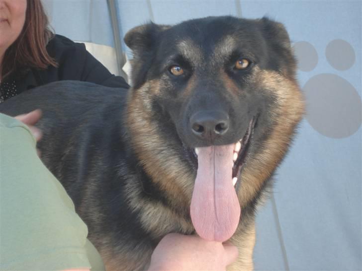 Schæferhund Atika - Her prøver jeg at få Massage uh det er dejligt.  billede 11