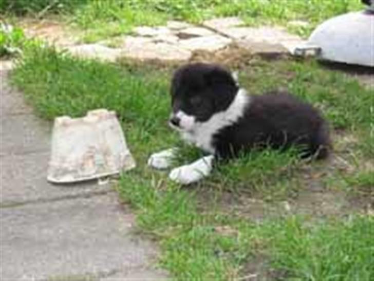 Border collie Cody - Cody 6 uger gammel billede 1