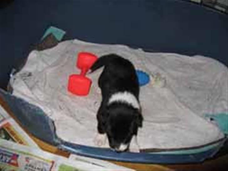 Border collie Cody billede 2