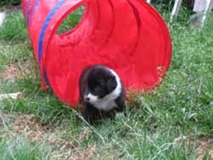 Border collie Cody billede 3