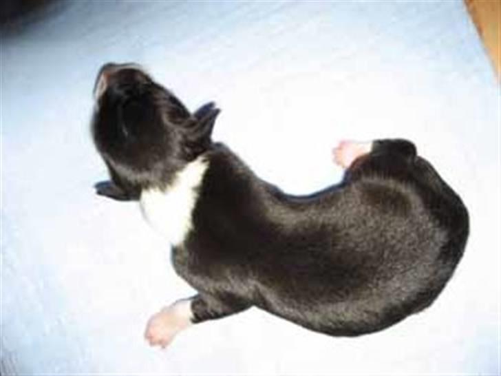 Border collie Cody billede 4