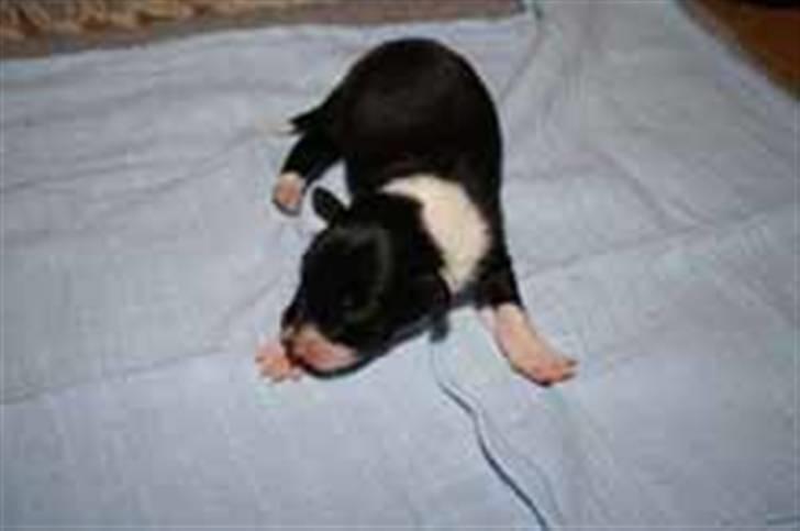 Border collie Cody billede 5