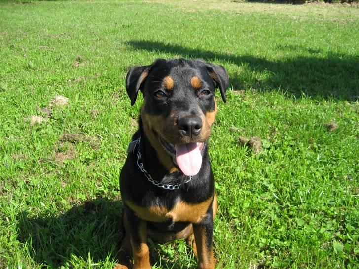 Rottweiler NALA billede 1