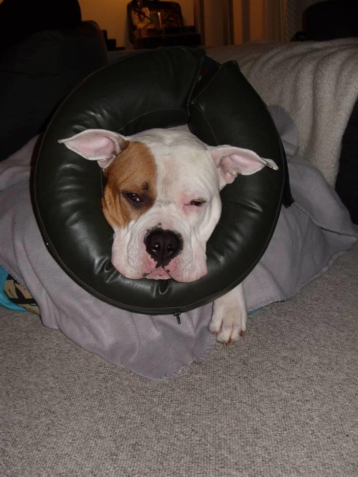 Blanding af racer Luba - "Its been a hard days night....." billede 4