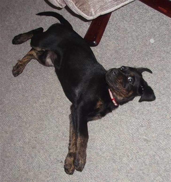 Blanding af racer Zenta billede 9