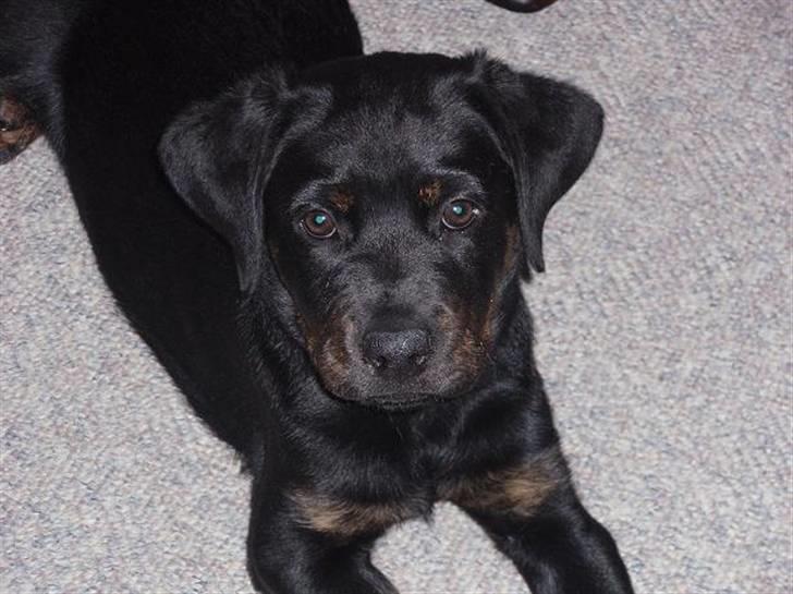 Blanding af racer Zenta billede 10