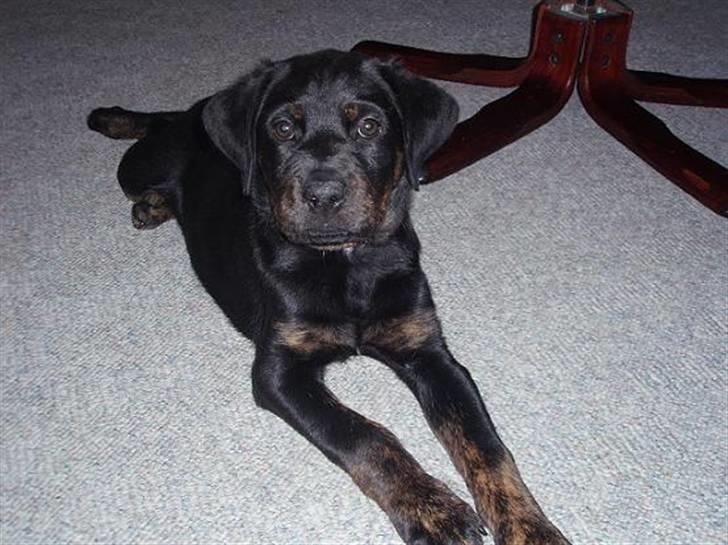 Blanding af racer Zenta billede 11