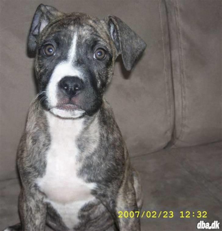 Amerikansk staffordshire terrier Zika - Zika lige inden vi fik hende  billede 1