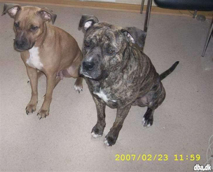 Amerikansk staffordshire terrier Zika - Zika´s mor og far billede 2