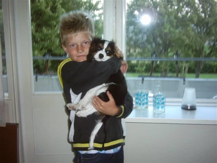 Cavalier king charles spaniel Asterix - Behøver de altid at kramme mig sådan?? billede 16