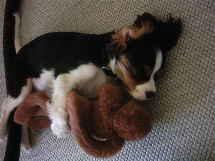 Cavalier king charles spaniel Asterix - Her jeg igen med Hr. Abe- han er simpelthen min bedste ven billede 17