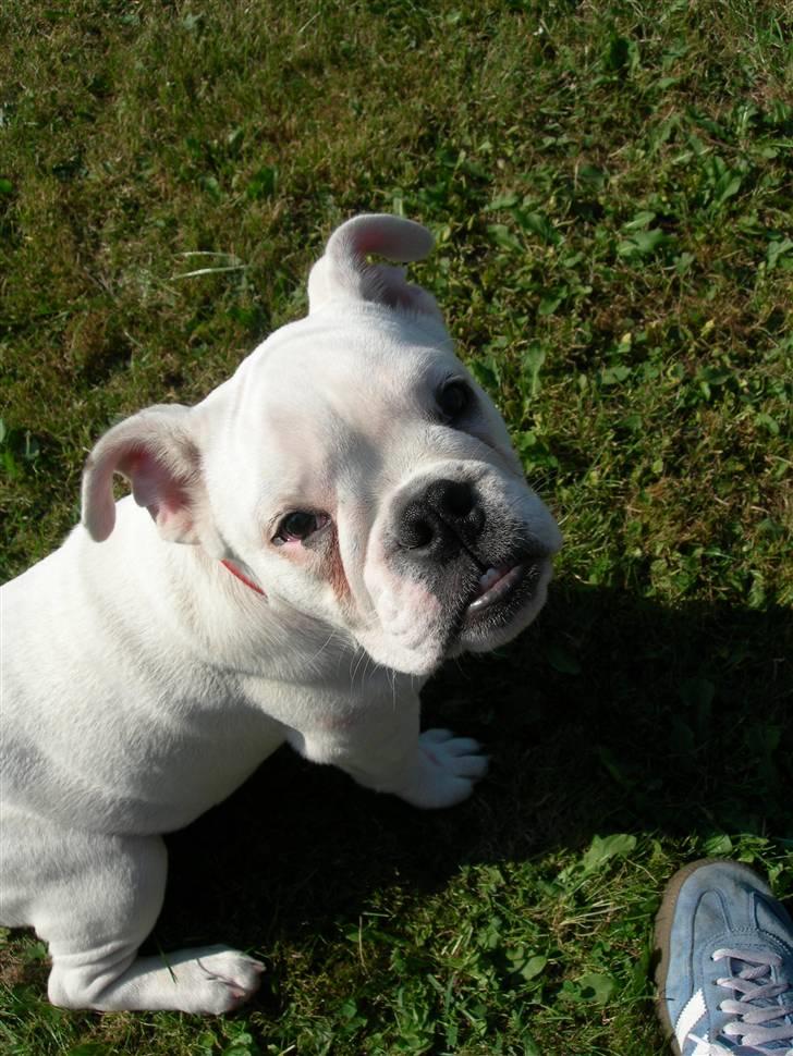 Blanding af racer (engelsk bulldog) Molly - Her er jeg ikke så gammel endnu .... billede 3