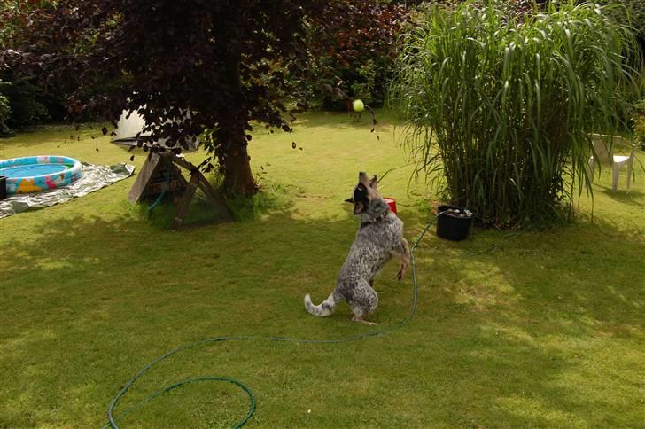 Australsk cattledog Pargus - Bold på vej ned billede 18