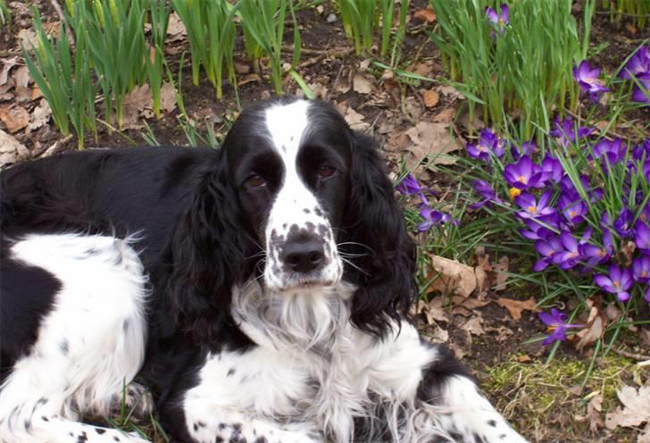 Engelsk springer spaniel Rowntree Indra at Zima - Nyder forårs vejret billede 9