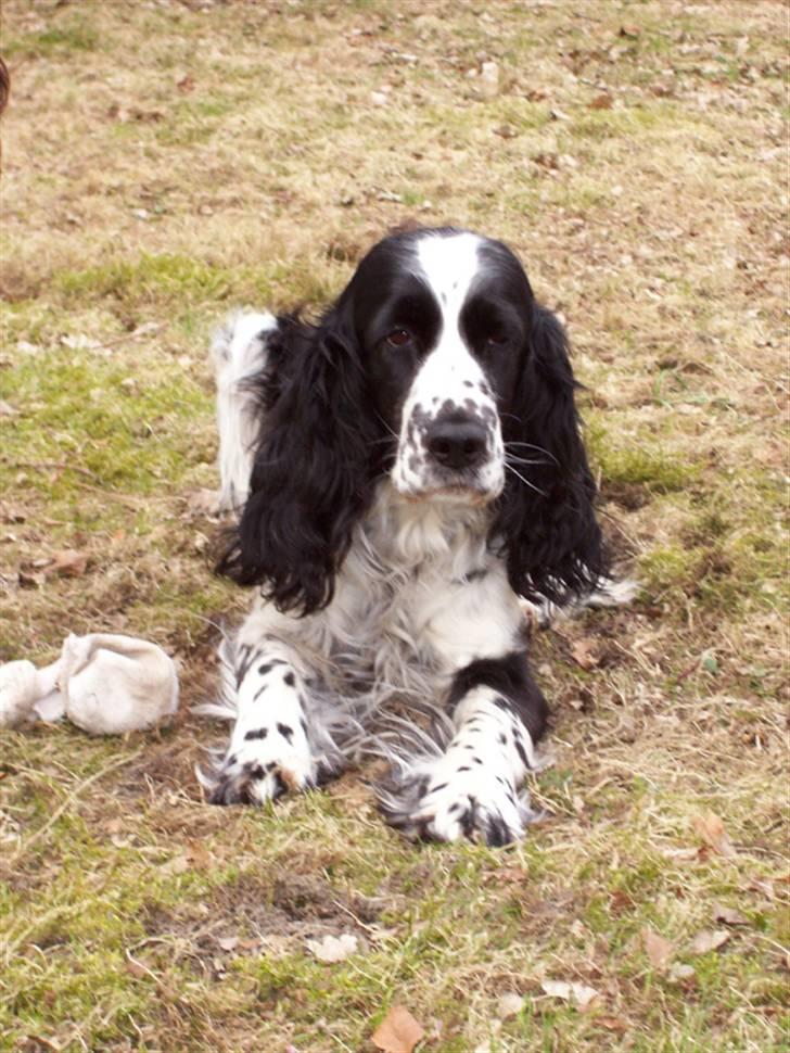 Engelsk springer spaniel Rowntree Indra at Zima - Billede fra i efteråret billede 10