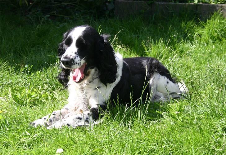 Engelsk springer spaniel Rowntree Indra at Zima - Træt lille pige billede 11