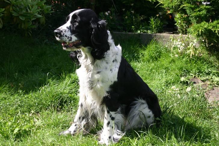 Engelsk springer spaniel Rowntree Indra at Zima - Indi har det varmt billede 12