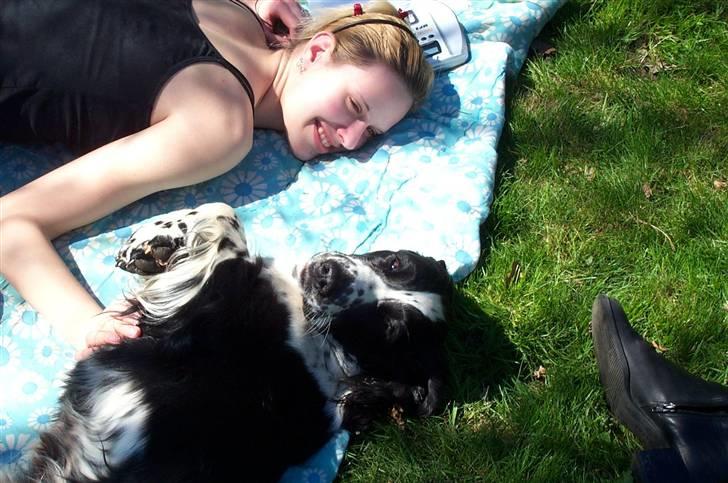 Engelsk springer spaniel Rowntree Indra at Zima - Samme dag. Jeg sad og skrev opgave og lige pludselig kom der en fremmed hund ud i haven :) Kærlighed ved første øjekast billede 14