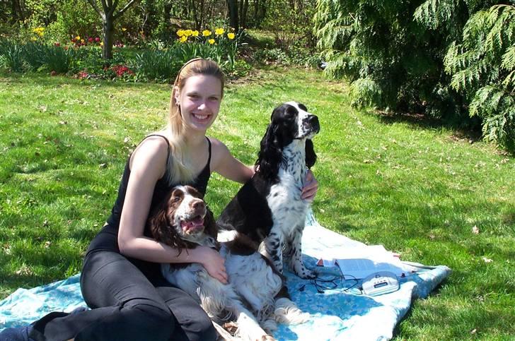 Engelsk springer spaniel Rowntree Indra at Zima - Indi og Katja og mig. Ved godt hun ligner Maggie meget, men det er altså ikke hende :) billede 15