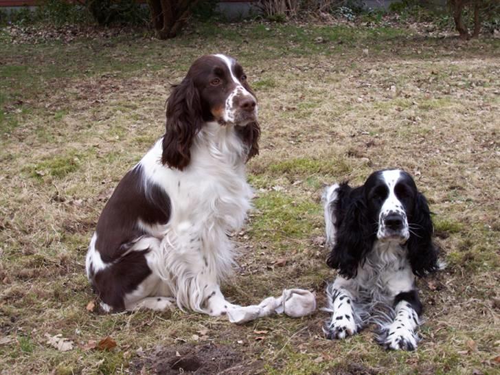 Engelsk springer spaniel Rowntree Indra at Zima - To skønne hunde billede 16